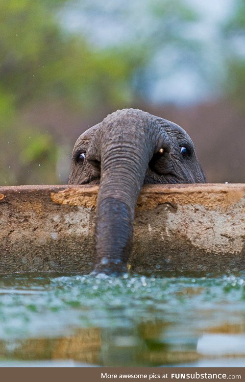 Baby elephant getting a drink on