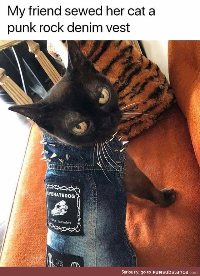 Punk cat