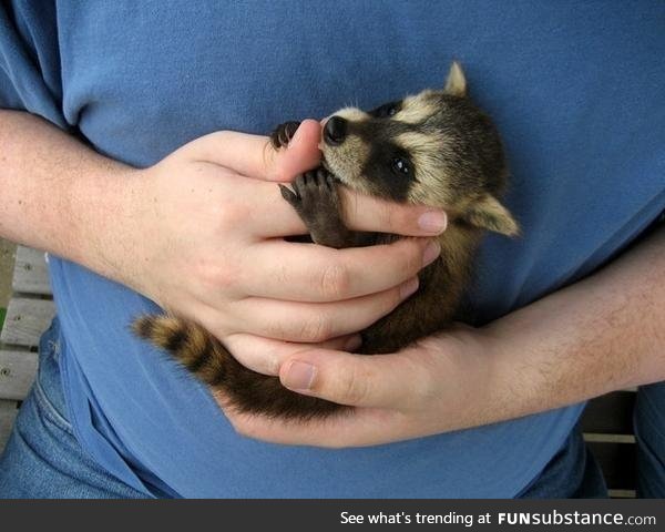 Baby raccoon who is so cute that you might not mind having him in your trash can