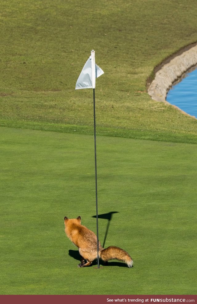 Fox crapping in a golf hole