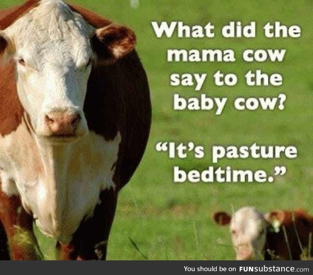 Cow pun