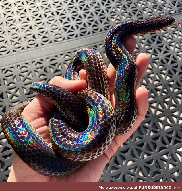 Beautiful rainbow snake