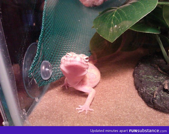 Ridiculously photogenic gecko