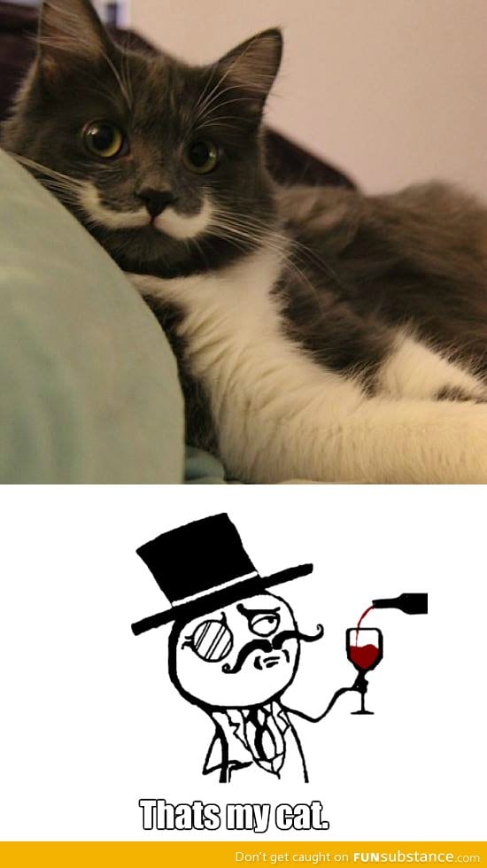 Classy cat