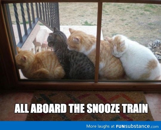 Kitty snooze train