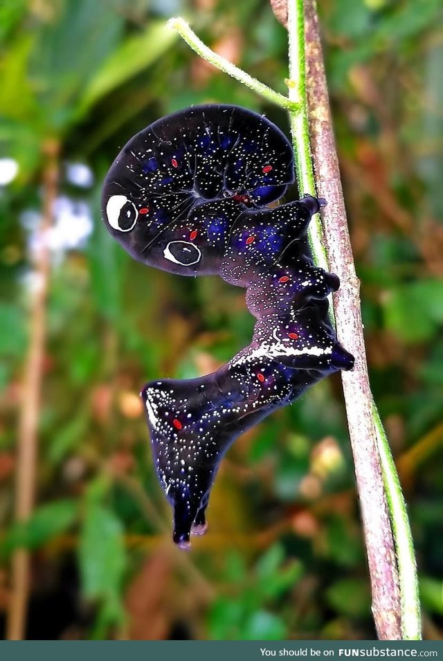 Cosmic moth caterpillar :O