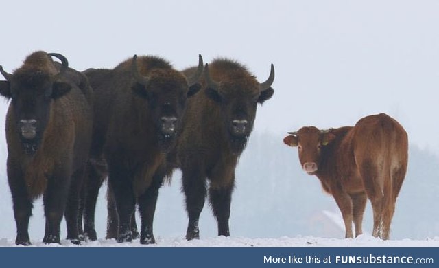 A cow escaped from a farm is adopted by a herd of bison in Poland