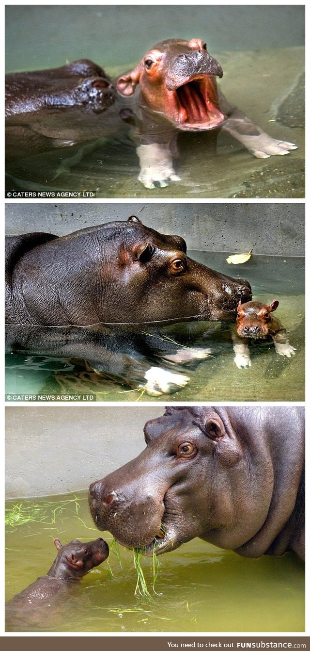 Baby Hippo Imani and mother Hermien from Antwerp Zoo