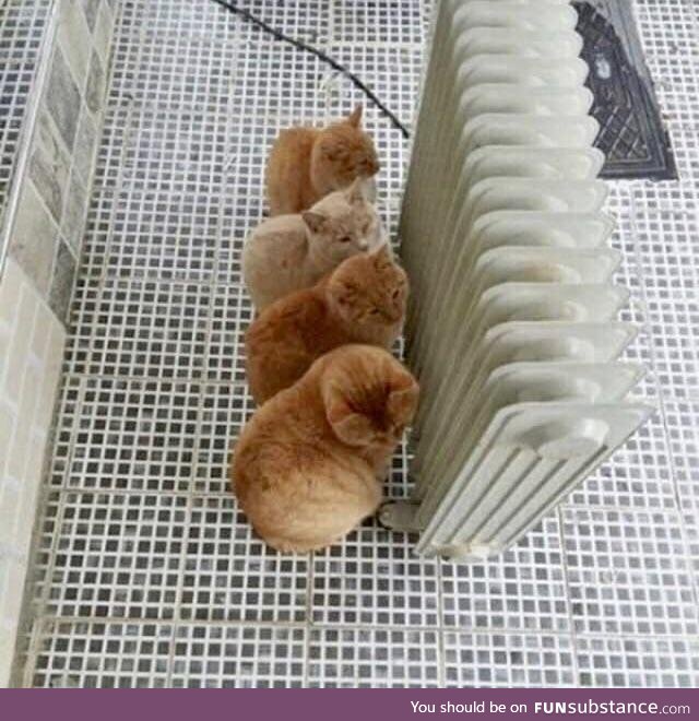 Four cats in heat