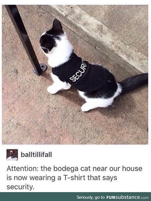 Security cat