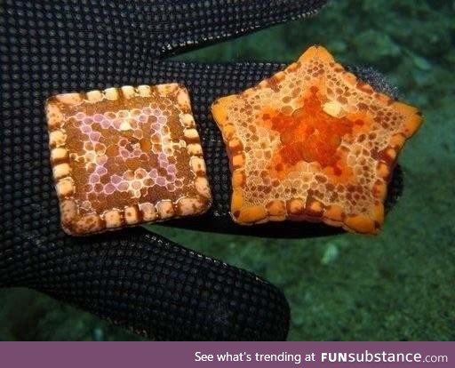 Some kinds of 5 pointed starfish can be born square due to a genetic abnormality