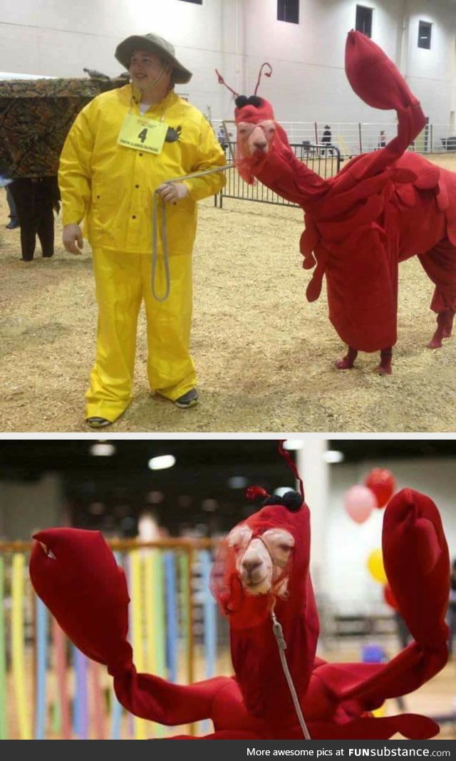 A llama in a lobster costume, that is all