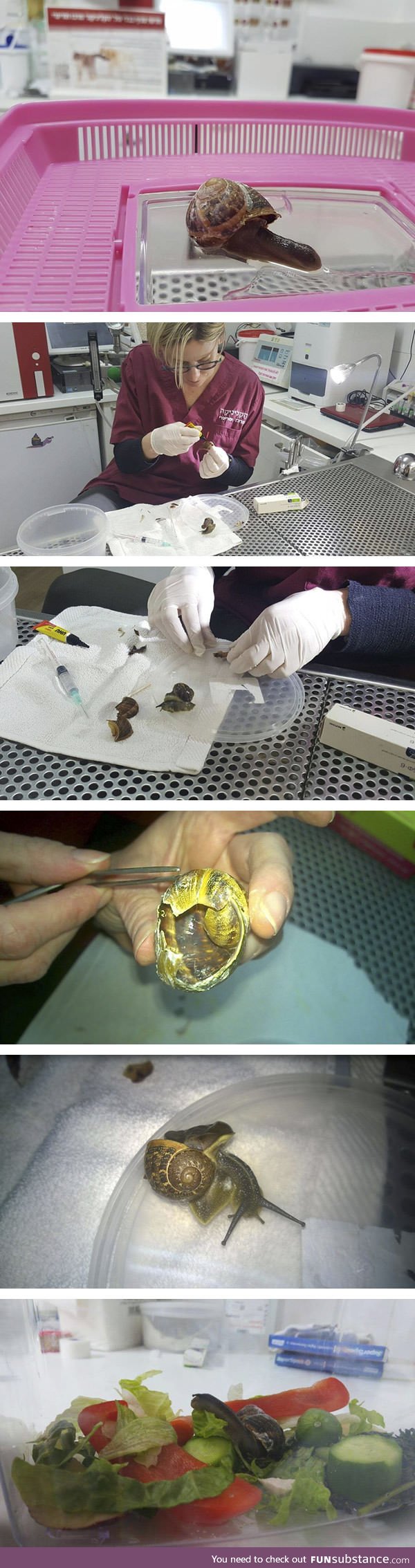 Woman steps on snail, brings him to vet to fix his shell