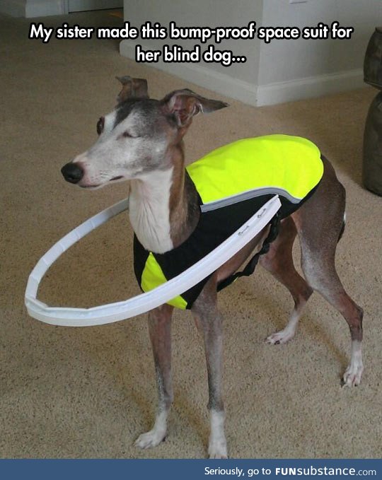 Helping a blind dog