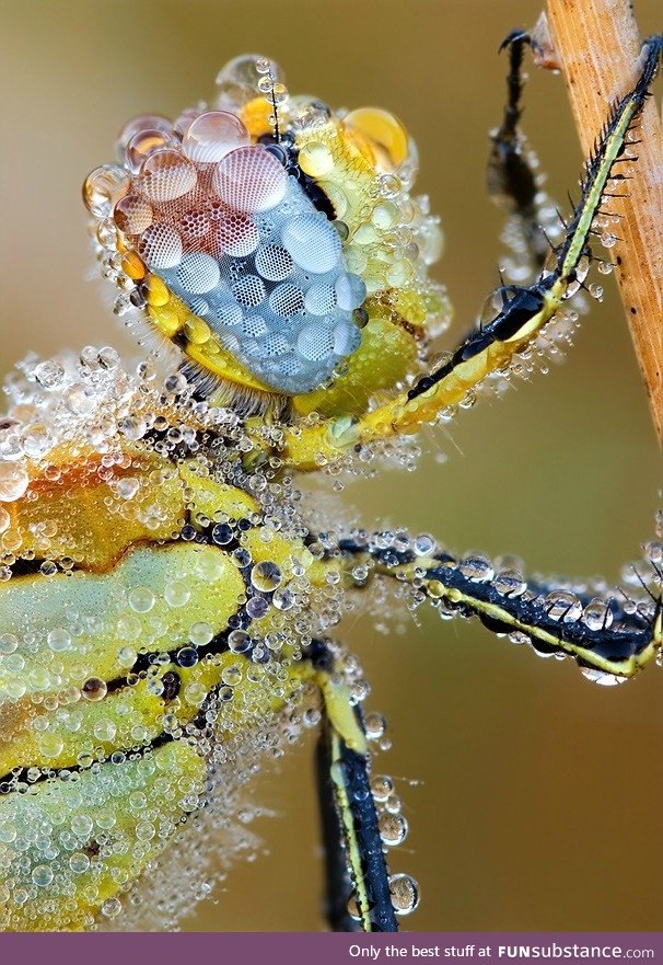 Dew on a dragonfly