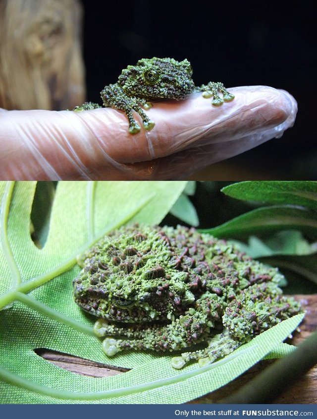 These are extremely rare frogs which look like they are covered in moss