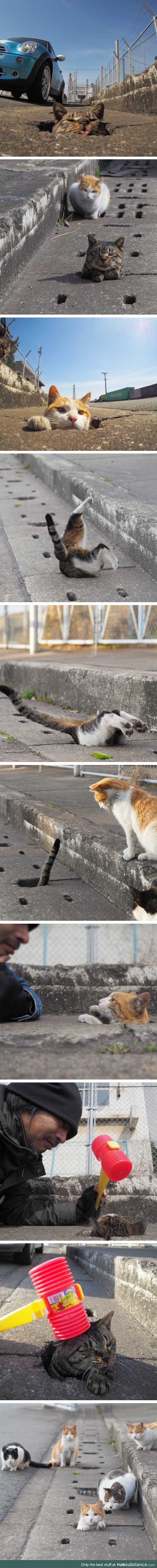 Stray cat in Japan