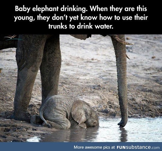 Baby elephant cuteness
