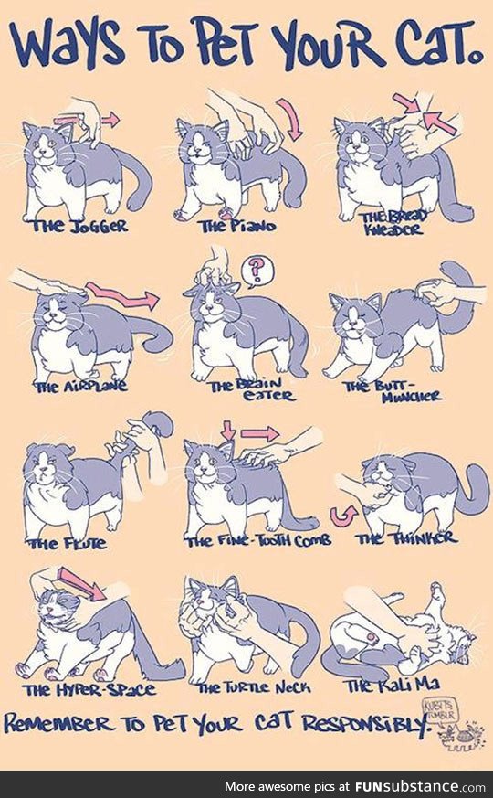 How to pet your cat