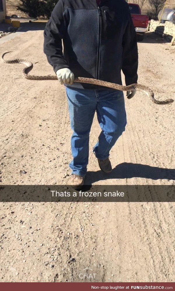 When it gets a bit too chilly at night and a snake gets frozen