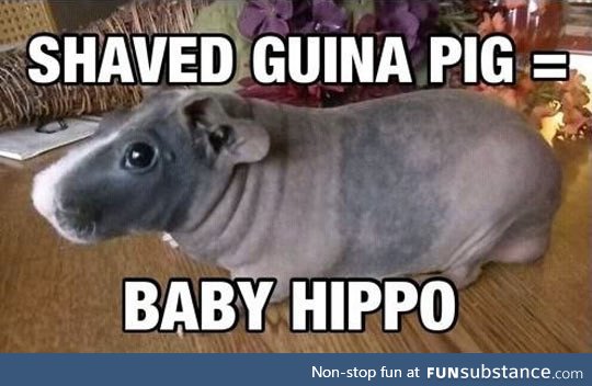 You get a hippo when you shave a guinea pig