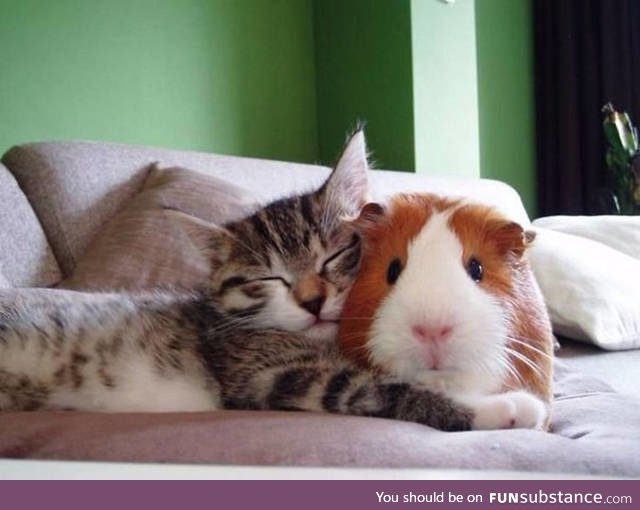 A kitty and a guinea