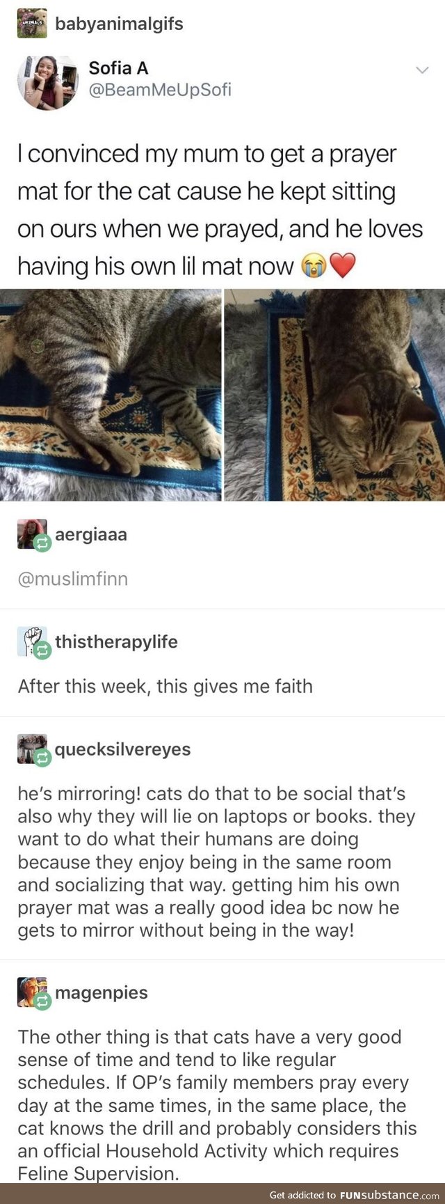 So I guess their cat converted to Islam
