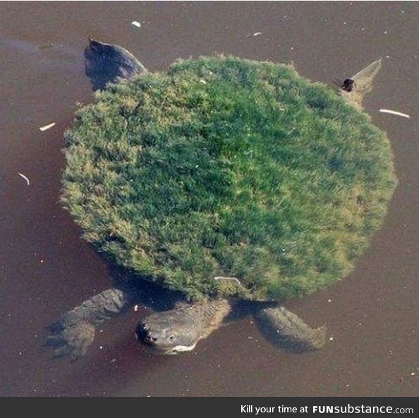 Some turtles are an island