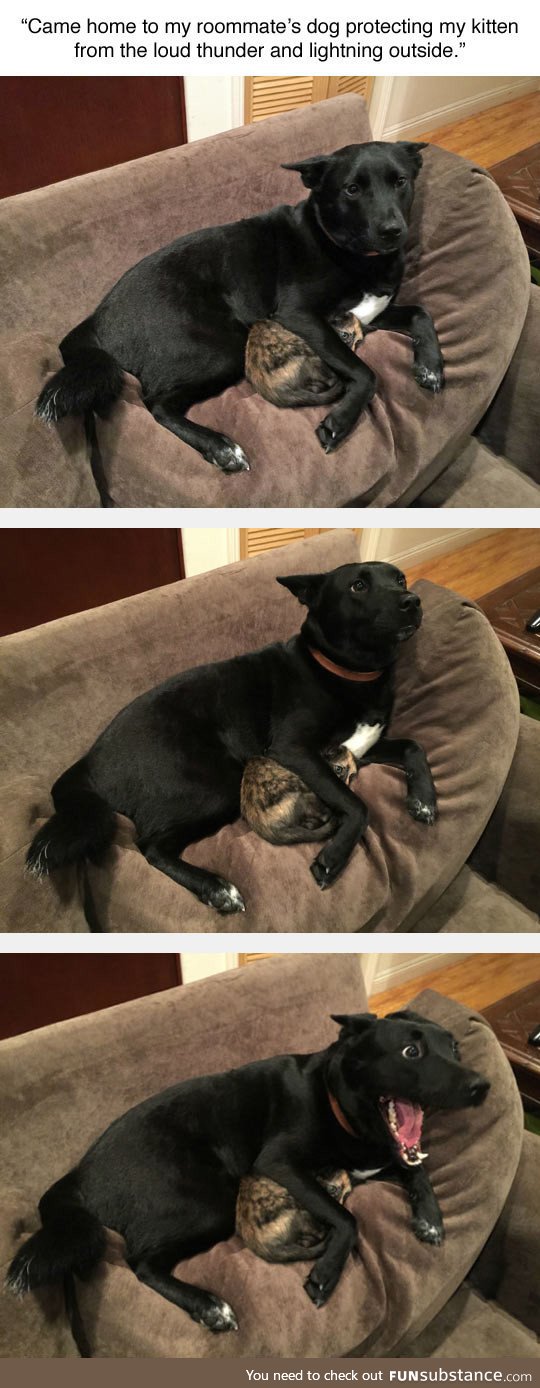 Dog protecting cat from thunder