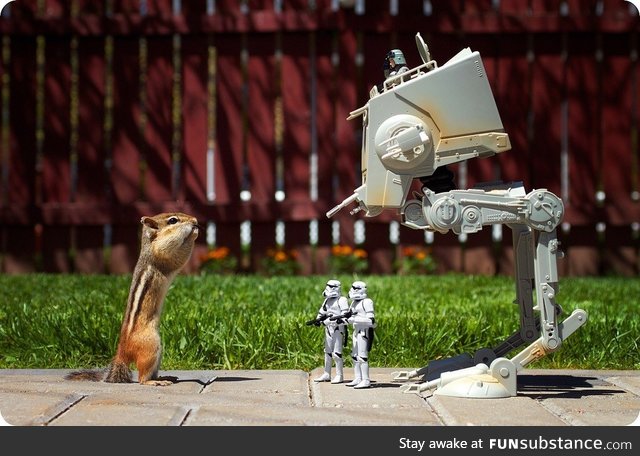 This isn't the squirrel we're looking for