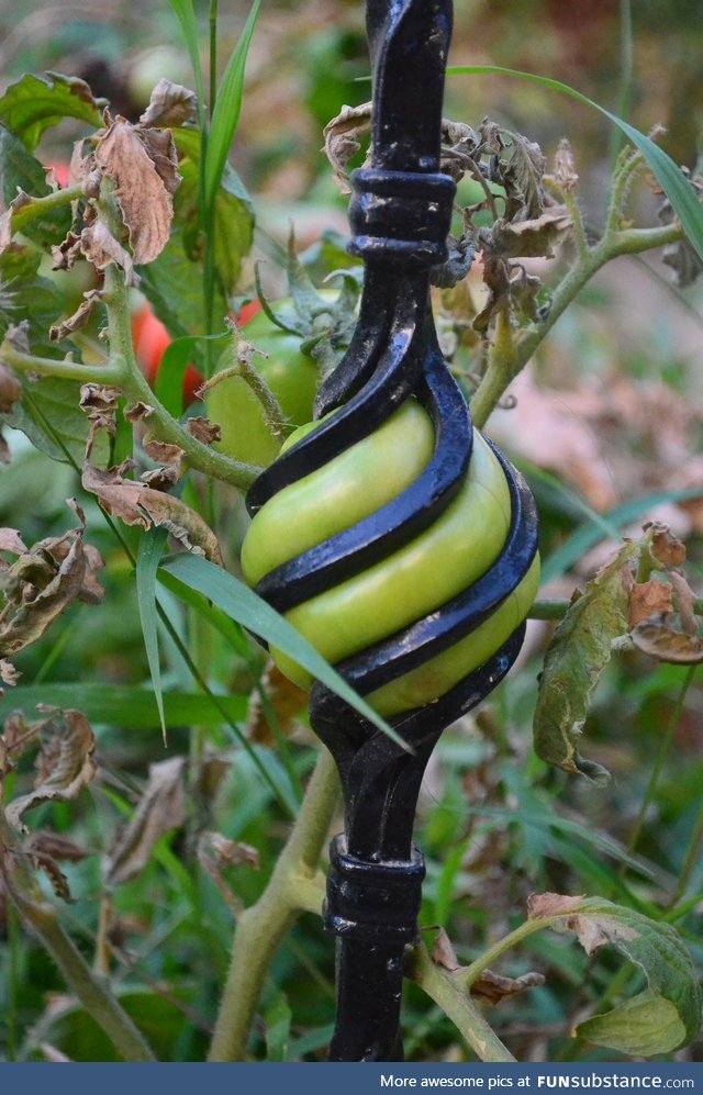 Tomato in the fence