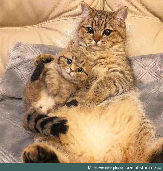 Mother & Little Baby, waiting for a picture from their owner