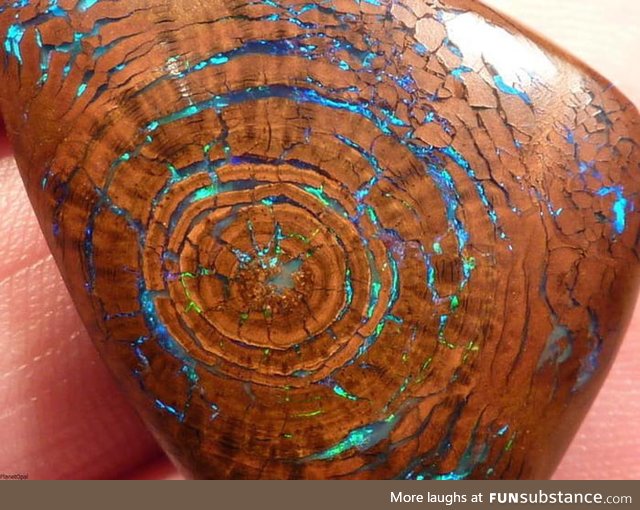 A 100 million year old tree fossil with fire opal growth rings