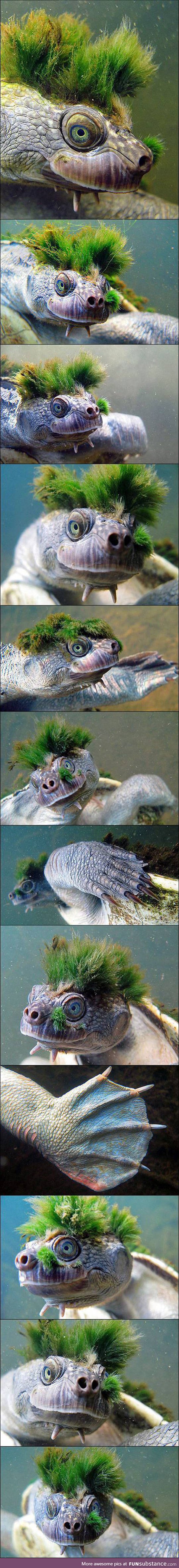 Moss turtle, and you thought you had a bad hair day