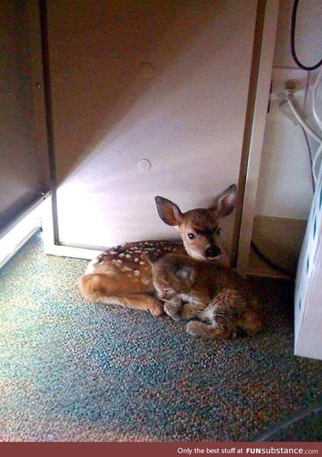 Fawn and bobcat cub found under a desk in office build after California forest fire