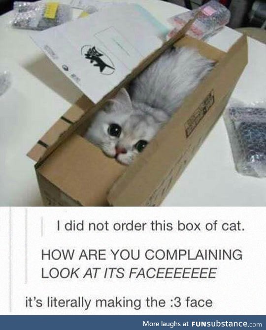 Just a box of cat