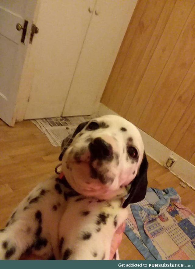 This puppy looks like it accidentally opened the front facing camera