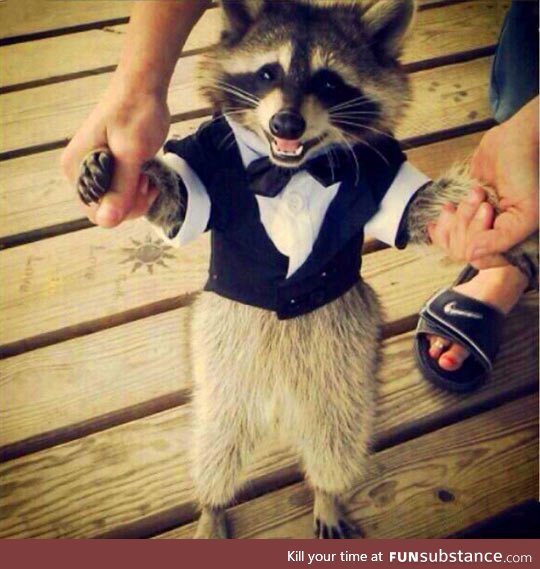 Raccoon in a tuxedo