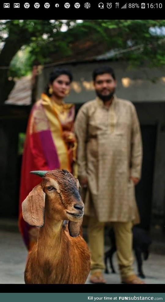 Don't hire a wildlife photographer for wedding photography