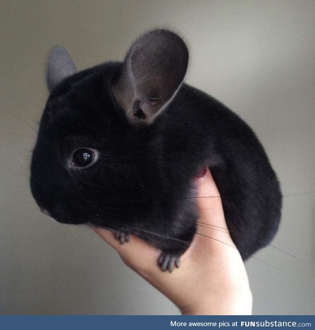 The flop-eared guinea pig prepares for flight