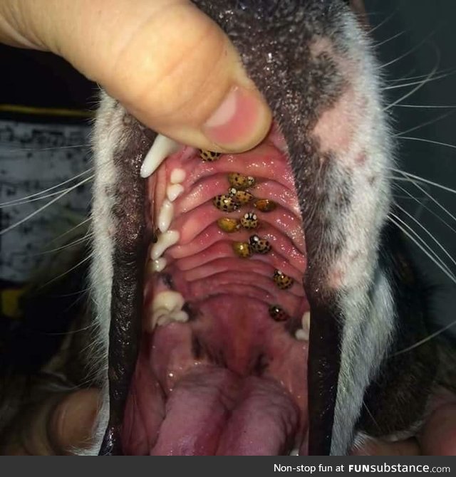 Make sure to check the roof of your dogs mouths! ???? These Asian beetles look like