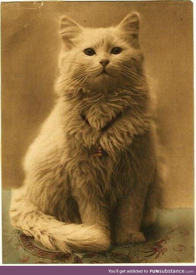 First ever photo of a cat 1880 (the cats name is snow)