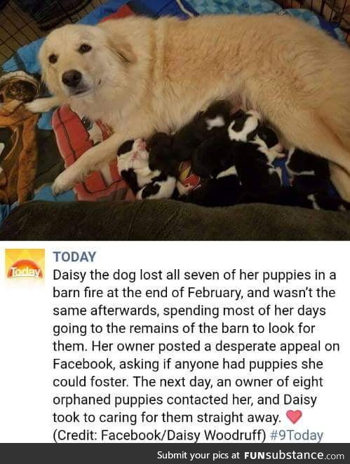 Daisy's second chance