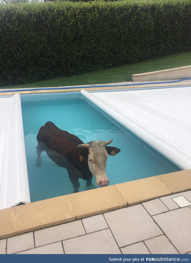 Hey Maud, there's a cow in the pool