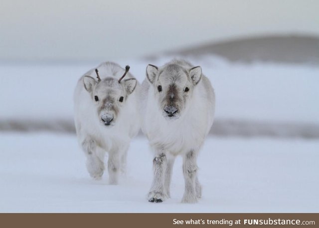 It's official, I now very much want a baby reindeer.