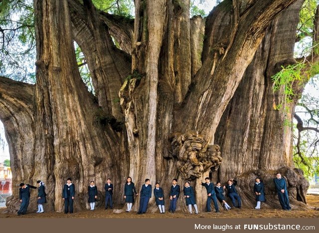 The Tule Tree in Mexico has the girthiest trunk of any tree in the world. It could be