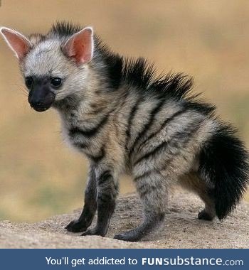 And Aardwolf pup. I  think I need one of these too