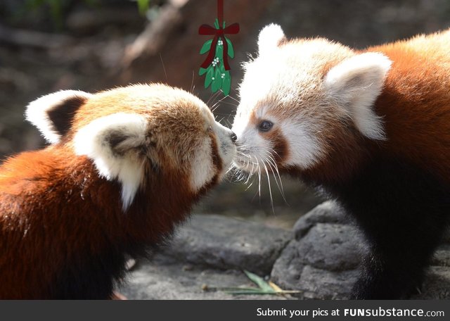 Red Pandas. I didn't add the mistletoe