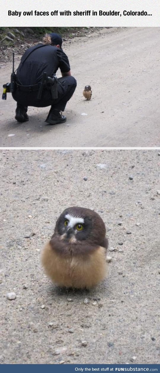 Curious fluffy little owl