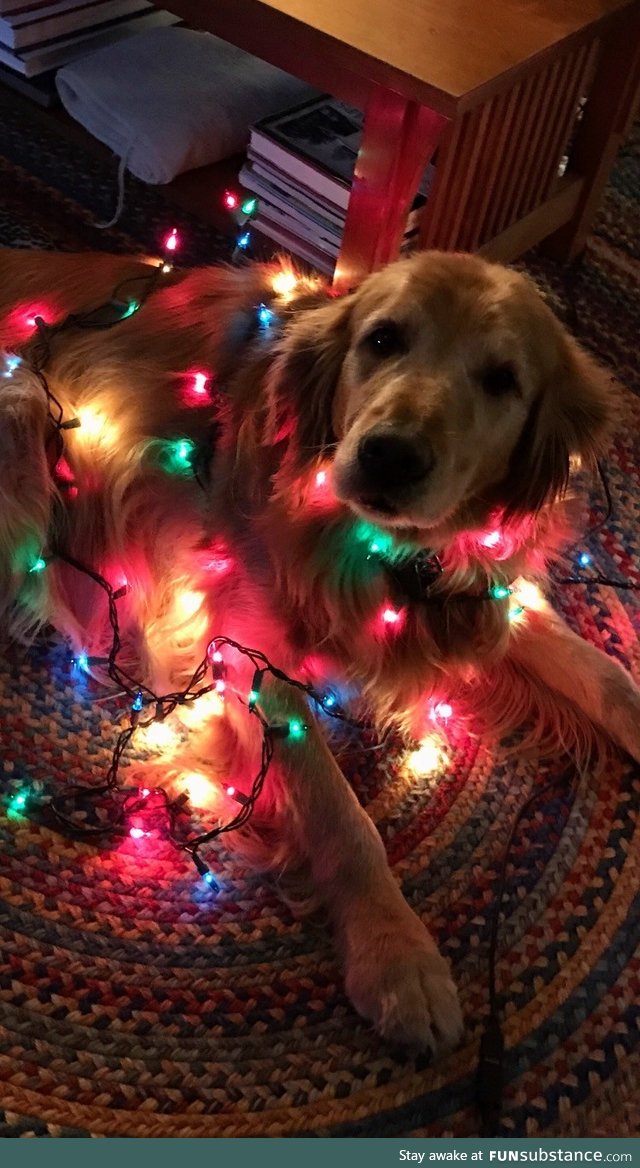 Any love for an old doggo on Christmas Eve